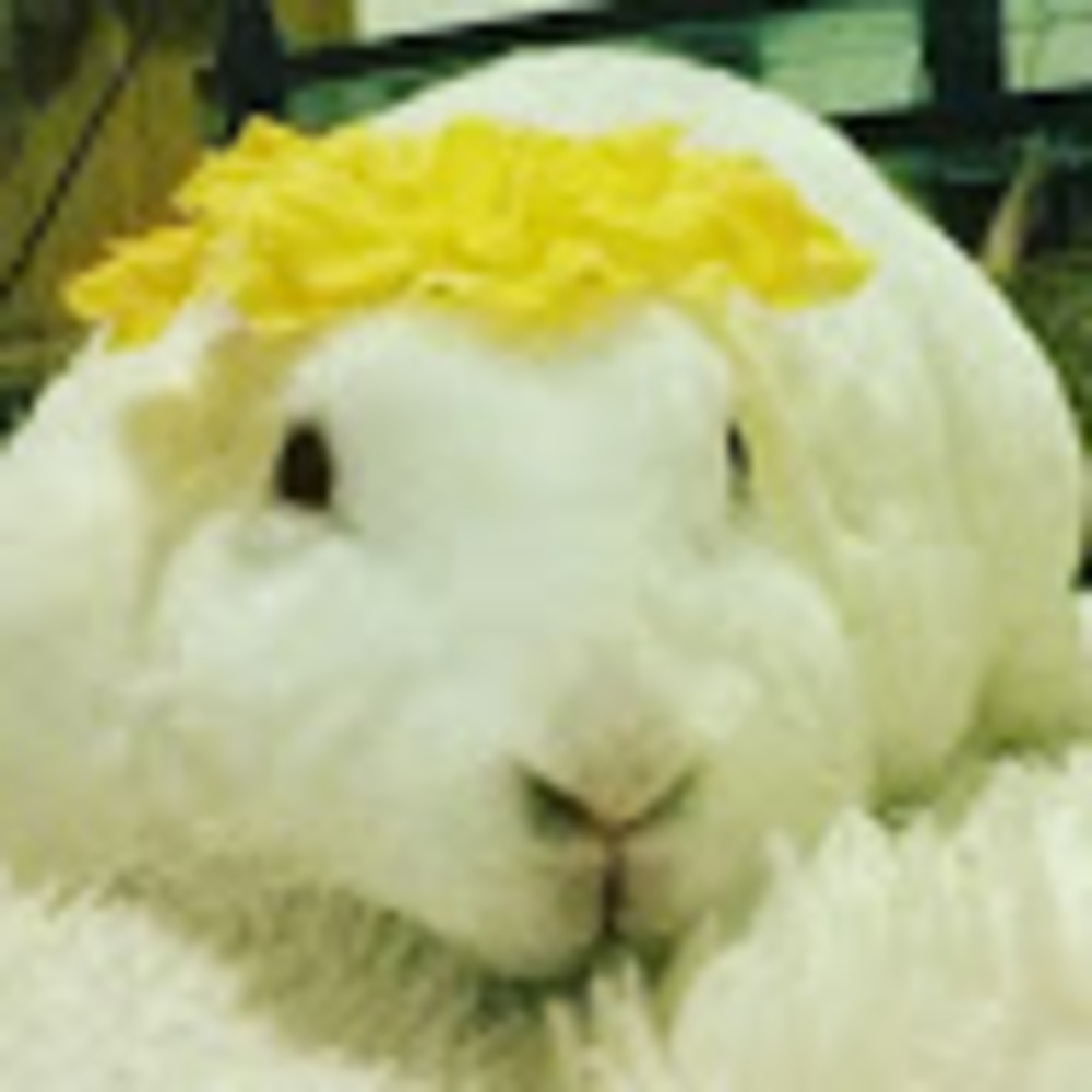 Meet your Posher, Rosie's Closet